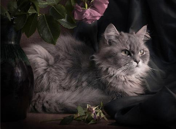 Дневник кота