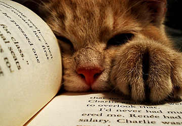 Раздел "Книги"